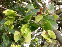 Callaeum psilophyllum