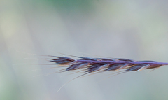 Poaceae
