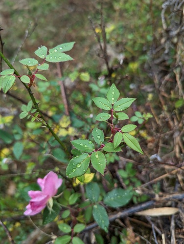 Rosa