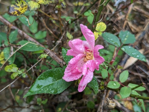 Foto de Rosa
