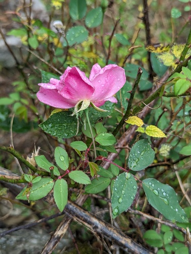 Foto de Rosa