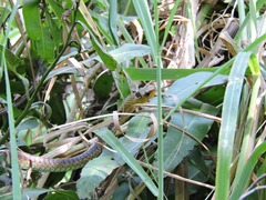 Chironius spixii