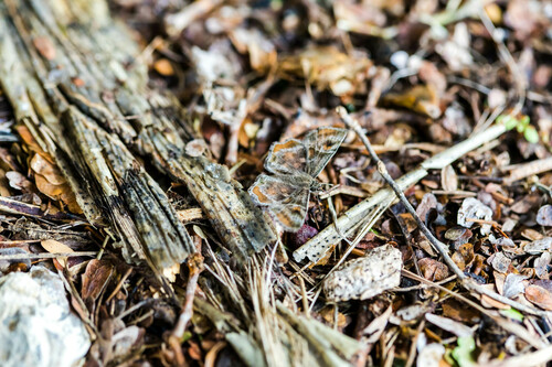 Texas Powdered Skipper photo 5