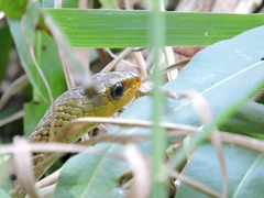Chironius spixii