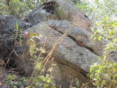 Comocladia macrophylla