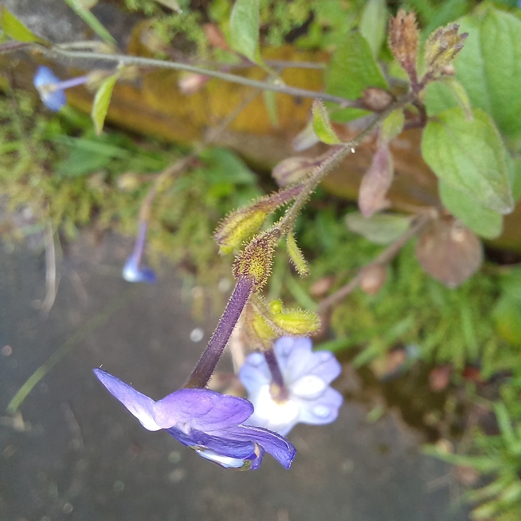 Jamaican forget-me-not