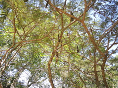 Lysiloma acapulcense