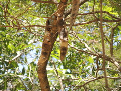 Lysiloma acapulcense