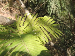 Lysiloma acapulcense