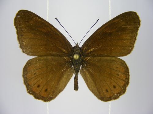 Boisduval's Tree Nymph