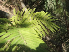 Lysiloma acapulcense