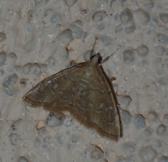 Glaphyriinae