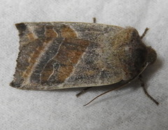 Eupsilia devia