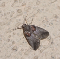 Aleptina clinopetes