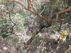 Lysiloma acapulcense