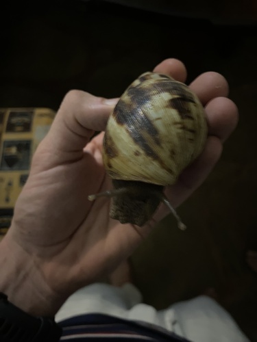 Achatina albopicta, 2023-12-10