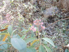 Miconieae