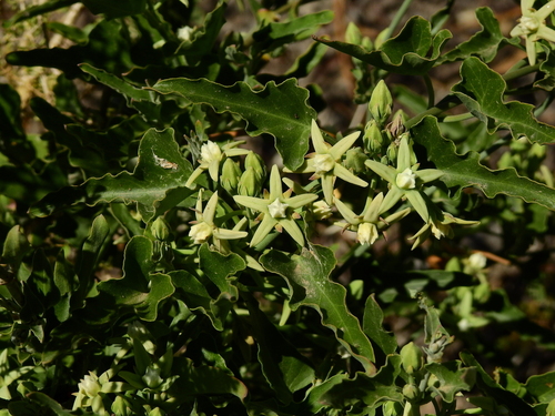 Araujia odorata (Araujia odorata)