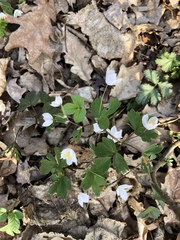 Isopyrum thalictroides