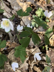 Isopyrum thalictroides