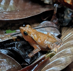 Para Toad photo 2