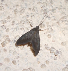 Pyrausta demantrialis
