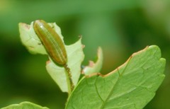 Calotheca