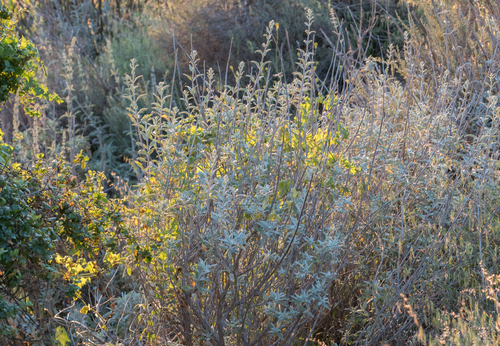 Salvia apiana
