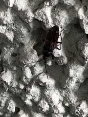 Eremocoris fenestratus