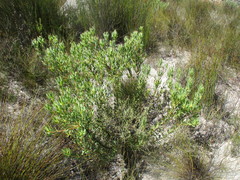 Leucadendron glaberrimum erubescens