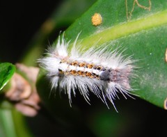 Euproctis terminalis