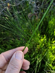 Juncus dubius