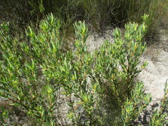 Leucadendron glaberrimum erubescens