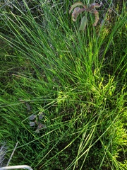 Juncus dubius
