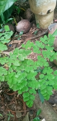 Adiantum tenerum image