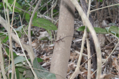 Anolis cupreus