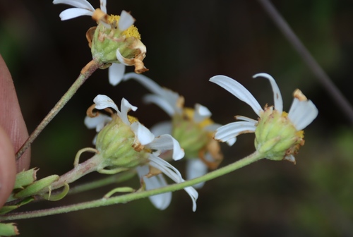 Image of Osmitopsis osmitoides by (c) Tony Rebelo, some rights reserved (CC BY-SA)