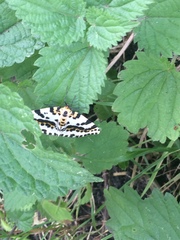 Abraxas grossulariata