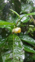 Camellia sinensis image