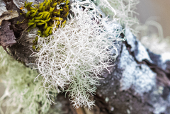 Usnea flavocardia
