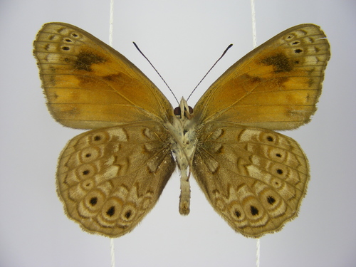 Boisduval's Tree Nymph