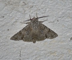 Acronicta americana