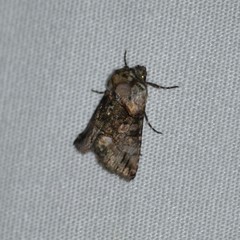 Abrostola microvalis