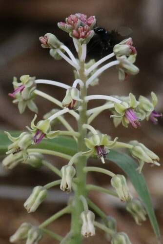 Ledebouria asperifolia
