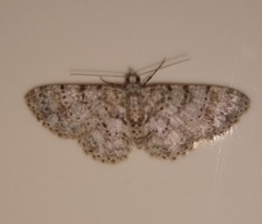 Myrioblephara simplaria