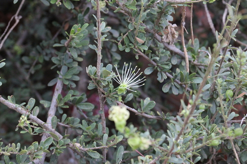 Image of Maerua parvifolia by (c) Karen Eichholz, some rights reserved (CC BY)