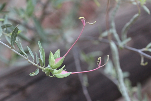 Grey-leaved wormbush (Cadaba termitaria)