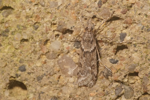 Eudonia angustea