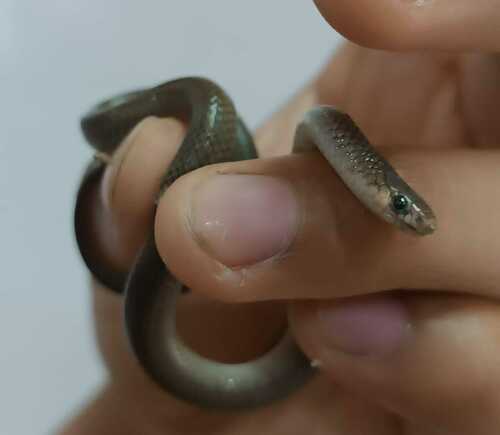 Peters' Black-headed Snake