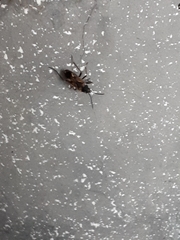 Rhyparochromus vulgaris